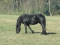 2011-09-28 Zeegse010 (Kopie)