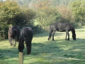 2011-09-28 Zeegse011 (Kopie)