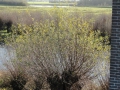 2011-11-30 Zaltbommel018