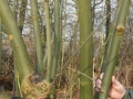 2011-12-14 Den Bosch008
