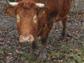 2011-12-14 Den Bosch029