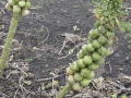 2012-01-11 ACHTMAAL (05)
