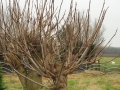 2012-01-11 ACHTMAAL (07)