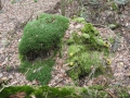 2012-01-11 ACHTMAAL (11)