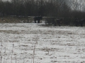 2012-02-08 Escharen005