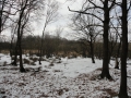 2012-02-08 Escharen012