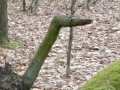 2012-02-22Paalgraven004