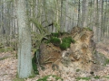 2012-02-22Paalgraven005