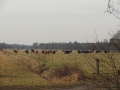 2012-02-22Paalgraven014