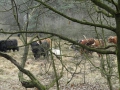 2012-02-22Paalgraven024