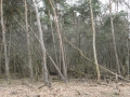 2012-02-22Paalgraven027