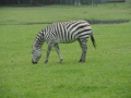2012-06-27Nijnsel008
