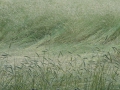 2012-06-27Nijnsel023