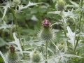 2012-07-11Oisterwijk014