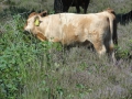 2012-07-25 Sterksel012