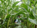2012-08-21 Telgte-Warendorf015 (Kopie)