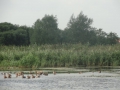 2012-08-22 Munster-Sprakel021 (Kopie)