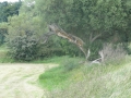 2012-08-22 Munster-Sprakel030 (Kopie)