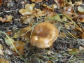 2012-10-17Boxtel009