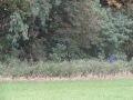 2012-10-17Boxtel012