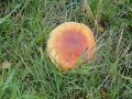 2012-10-17Boxtel015