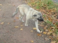 2012-10-17Boxtel021