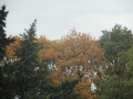 2012-10-17Boxtel024