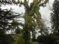 2012-10-17Boxtel030