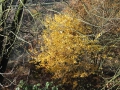 2012-11-14 Wolfheze013