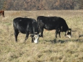2012-11-14 Wolfheze017