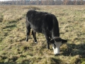 2012-11-14 Wolfheze018