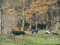 2012-11-14 Wolfheze034