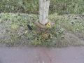 2012-11-28 Boxtel009