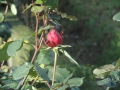 2012-11-28 Boxtel023