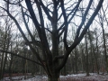 2012-12-12 Leersum038