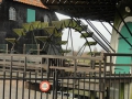 13-03-06 DINTHER (13)