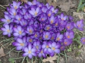 13-03-06 DINTHER (22)