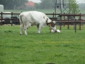 13-05-29 WOUW (16)