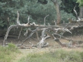 13-07-24 ARNHEM (4)
