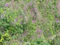 2013-08-28 ALMEN (23) (Kopie)