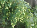 2013-08-29 LOCHEM (19) (Kopie)