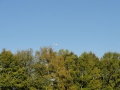 13-10-30 b ZEELAND (10)