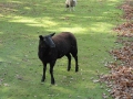 13-10-30 b ZEELAND (22)