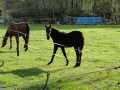 13-10-30 b ZEELAND (31)