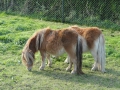 13-10-30 b ZEELAND (40)