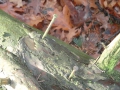 13-11-13 d CROMVOIRT (11)