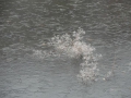 13-12-11 ROSMALEN NULAND (16)