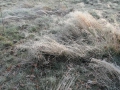 13-12-11 ROSMALEN NULAND (4)