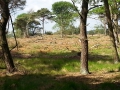 2014-05-14StrabrechtseHeide003