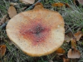 14-11-26 VUGHT (15)
